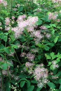 Akeleiblaettrige Wiesenraute