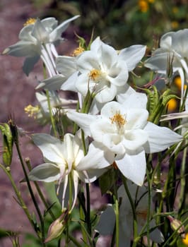 Akelei  Aquilegia  vulgaris