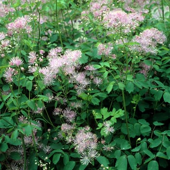 Akeleiblaettrige Wiesenraute