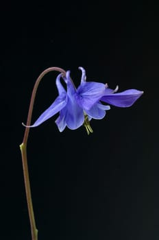Akelei, Aquilegia, vulgaris, Giftpflanze