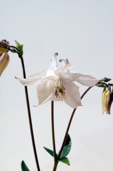 Akelei  Aquilegia  vulgaris