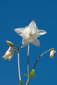Akelei  Aquilegia  vulgaris