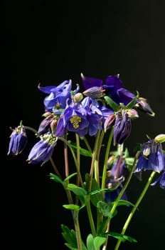 Akelei, Aquilegia vulgaris