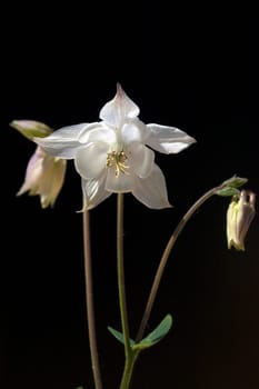 Akelei  Aquilegia  vulgaris
