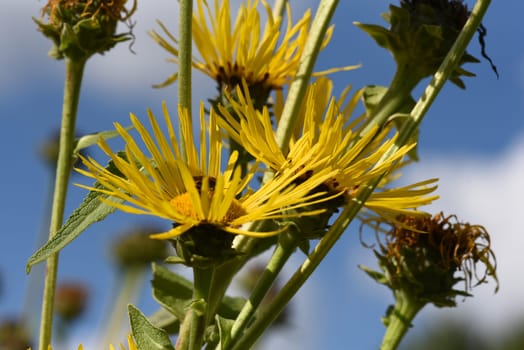 Alant  Bluete  Inula Helenium