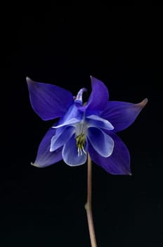 Akelei, Aquilegia vulgaris