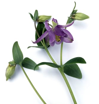 Akelei, Aquilegia, vulgaris, Giftpflanze