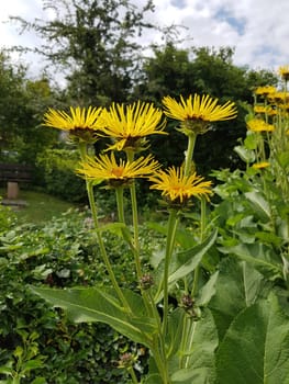 Alant  Bluete  Inula Helenium, Heilpflanze