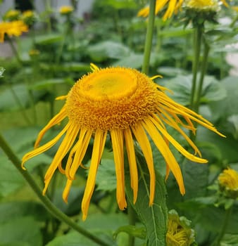 Alant  Bluete  Inula Helenium  Staudenpflanze, Heilpflanze
