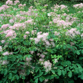Akeleiblaettrige Wiesenraute