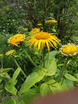 Alant  Bluete  Inula Helenium  Staudenpflanze, Heilpflanze