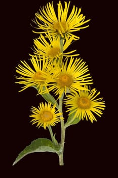 Alant  Bluete  Inula Helenium