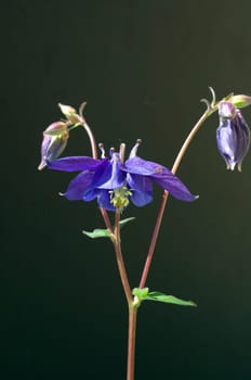Akelei, Aquilegia, vulgaris, Giftpflanze