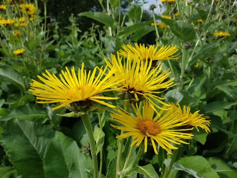 Alant  Bluete  Inula Helenium, Heilpflanze