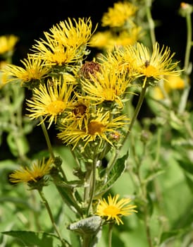 Alant  Bluete  Inula Helenium