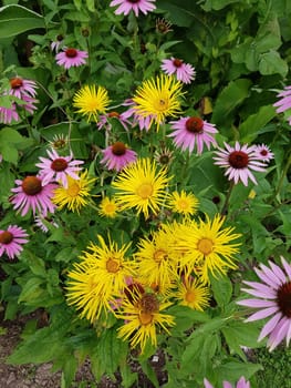 Alant  Roter Sonnenhut  Echinacea  purpurea  Inula Helenium, heilpflanze