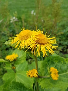 Alant  Bluete  Inula Helenium