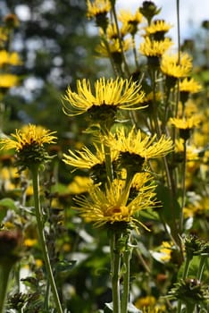 Alant  Bluete  Inula Helenium