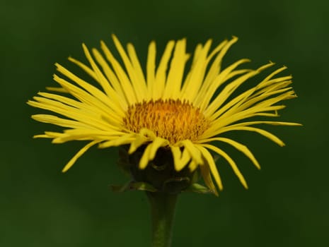 Alant  Bluete  Inula Helenium