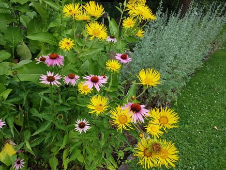 Alant  Roter Sonnenhut  Echinacea  purpurea  Inula Helenium, heilpflanze
