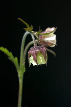 Bachnelkenwurz, Geum rivale, Geum, Heilpflanze, Wildpflanzen