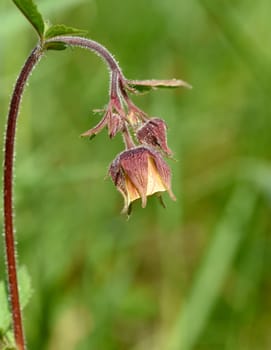Bachnelkenwurz, Geum, rivale