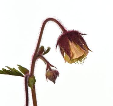 Bachnelkenwurz, Geum, rivale