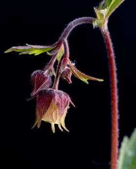 Bachnelkenwurz, Geum, rivale