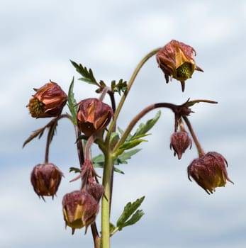 Bachnelkenwurz  Geum rivale  Geum