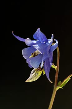 Akelei  Aquilegia  vulgaris