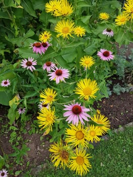 Alant  Roter Sonnenhut  Echinacea  purpurea  Inula Helenium, heilpflanze