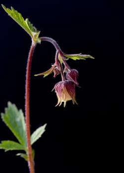 Bachnelkenwurz, Geum, rivale