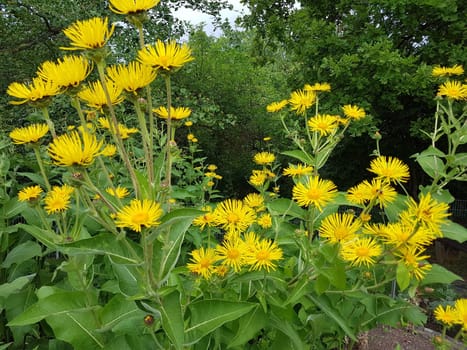 Alant  Bluete  Inula Helenium, Heilpflanze
