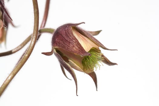 Bachnelkenwurz  Geum rivale  Geum
