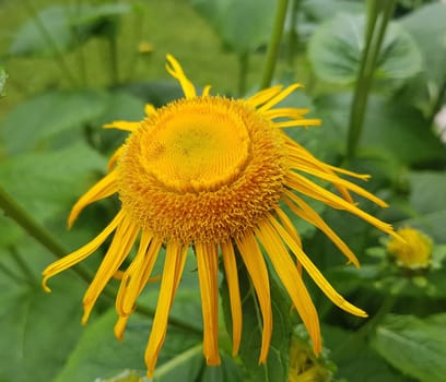 Alant  Bluete  Inula Helenium  Staudenpflanze, Heilpflanze