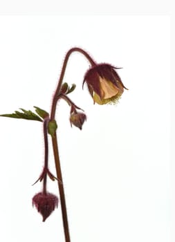 Bachnelkenwurz, Geum, rivale