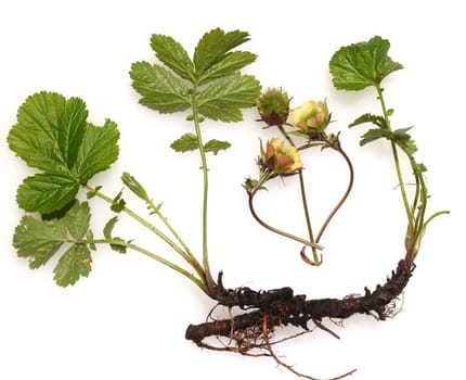 Bachnelkenwurz, Geum, rivale