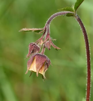 Bachnelkenwurz, Geum, rivale