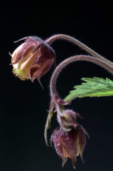 Bachnelkenwurz  Geum rivale  Geum