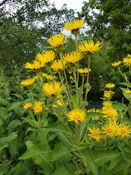 Alant  Bluete  Inula Helenium, Heilpflanze