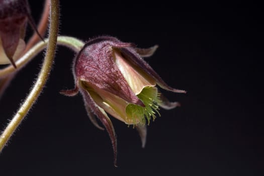 Bachnelkenwurz  Geum rivale  Geum