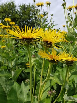 Alant  Bluete  Inula Helenium, Heilpflanze