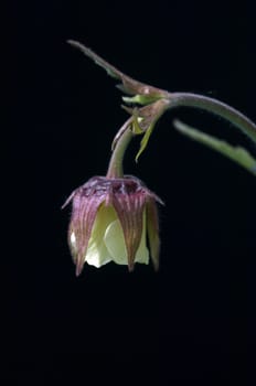 Bachnelkenwurz, Geum rivale