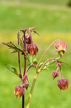 Bachnelkenwurz  Geum rivale  Geum