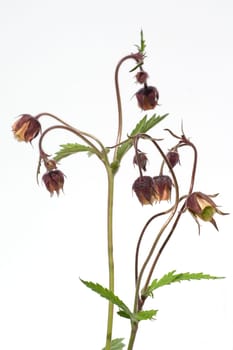 Bachnelkenwurz  Geum rivale  Geum