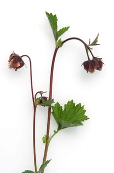 Bachnelkenwurz  Geum rivale