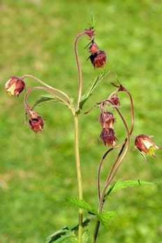 Bachnelkenwurz  Geum rivale  Geum