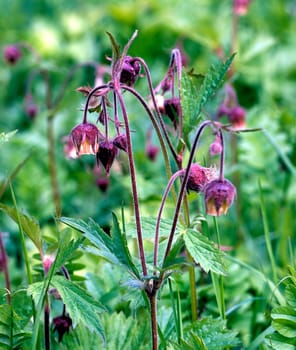 Bachnelkenwurz  Geum rivale