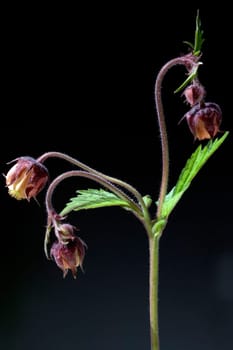 Bachnelkenwurz  Geum rivale  Geum