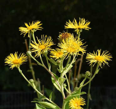 Alant  Bluete  Inula Helenium